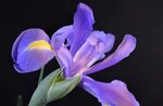 380 Iris Versicolor Photos - Free & Royalty-Free Stock Photo